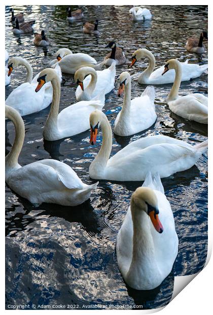 Swans | River Thames | Windsor Print by Adam Cooke