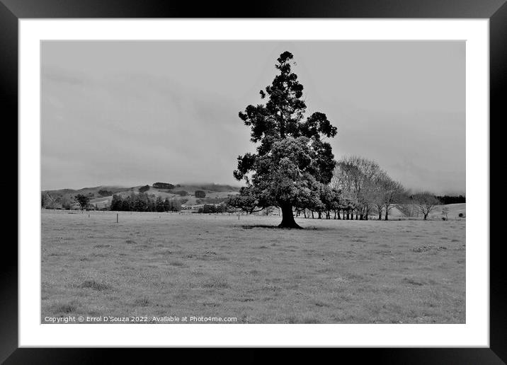 Lone Tree on the Paddock Framed Mounted Print by Errol D'Souza