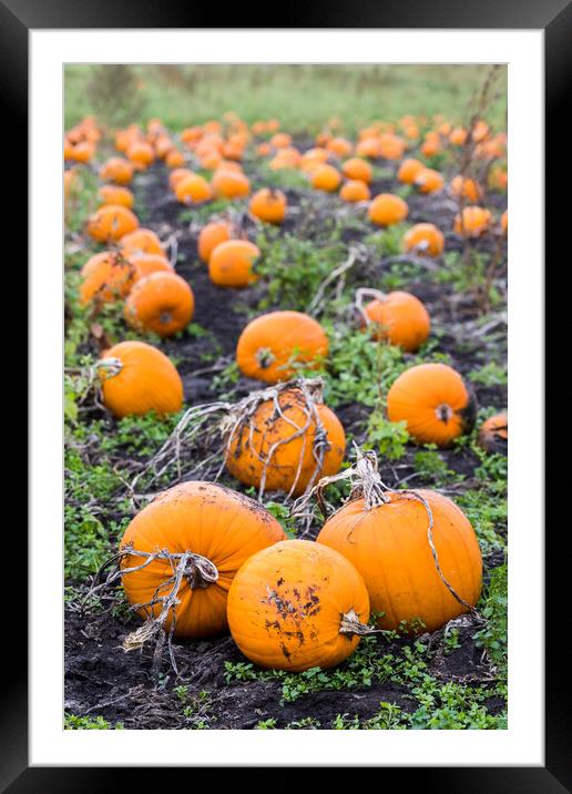 Portrait crop of a pumpkin field Framed Mounted Print by Jason Wells