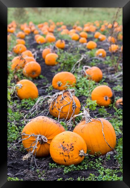 Portrait crop of a pumpkin field Framed Print by Jason Wells