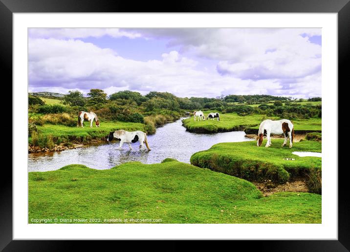 Bodmin Moor Ponies Framed Mounted Print by Diana Mower