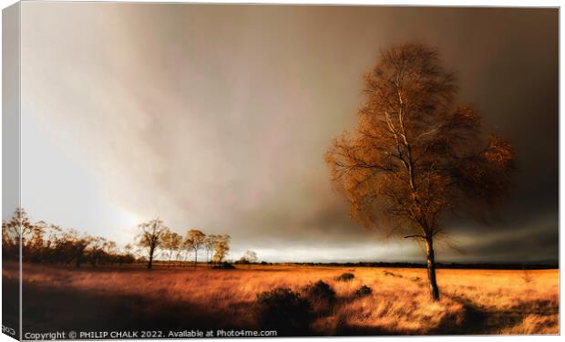 Lone tree in a storm 25 Canvas Print by PHILIP CHALK