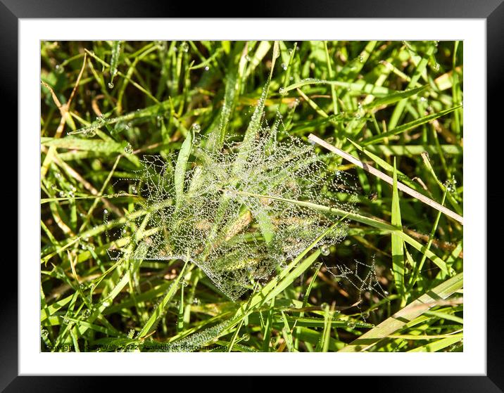 Beads of dew on grass Framed Mounted Print by Sally Wallis