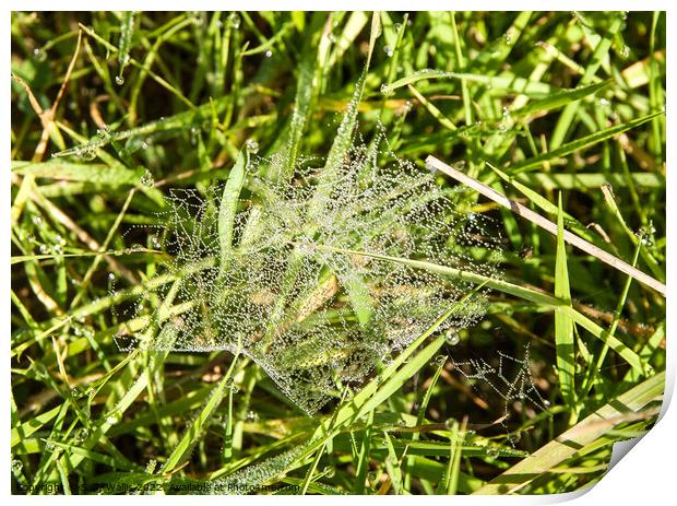 Beads of dew on grass Print by Sally Wallis