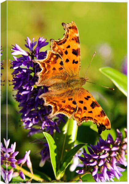 Comma Butterfly Canvas Print by Sally Wallis