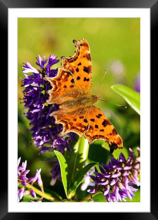 Comma Butterfly Framed Mounted Print by Sally Wallis