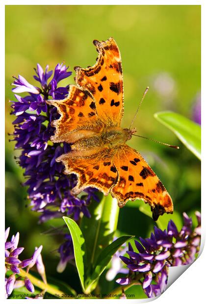 Comma Butterfly Print by Sally Wallis