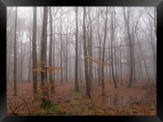 Woodland in Wet & Mist Framed Print by Sally Wallis