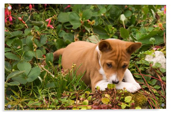 Basenji puppy exploring Acrylic by Sally Wallis