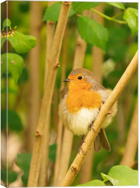 Robin perched on a branch Canvas Print by Mal Spain