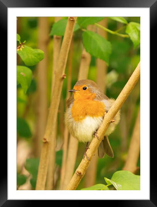 Robin perched on a branch Framed Mounted Print by Mal Spain