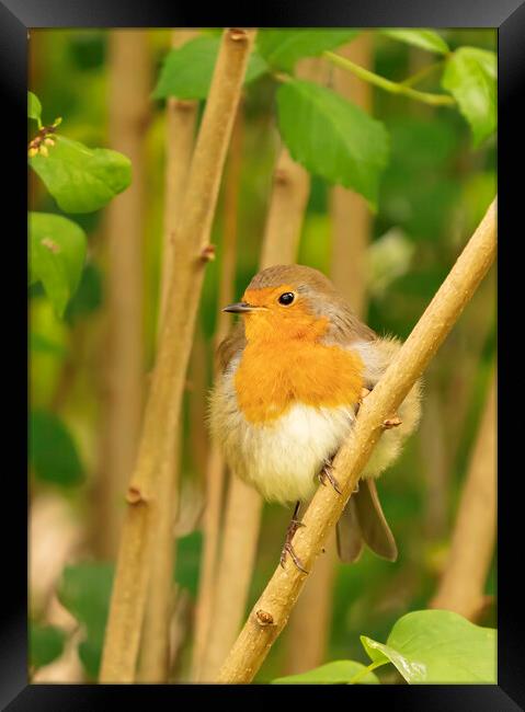 Robin perched on a branch Framed Print by Mal Spain