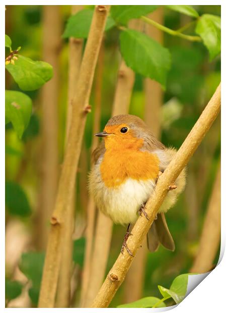Robin perched on a branch Print by Mal Spain