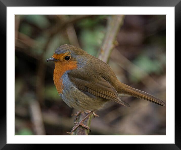 Red Robin Framed Mounted Print by kathy white