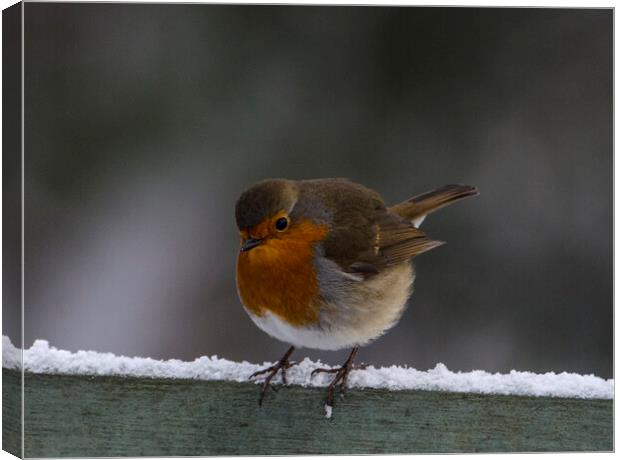 Robin in the snow Canvas Print by kathy white