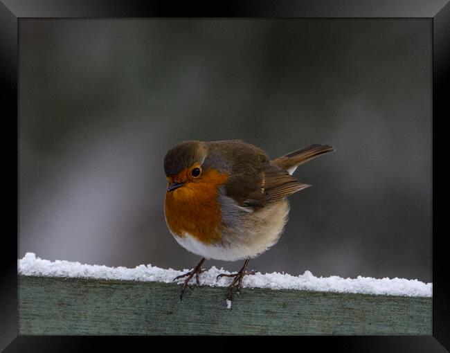 Robin in the snow Framed Print by kathy white