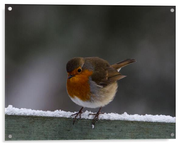 Robin in the snow Acrylic by kathy white