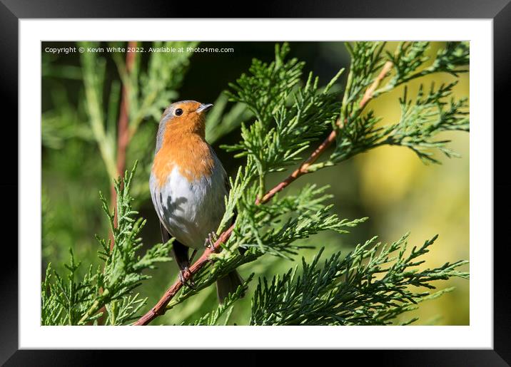 Red Robin enjoying the autumn sun Framed Mounted Print by Kevin White
