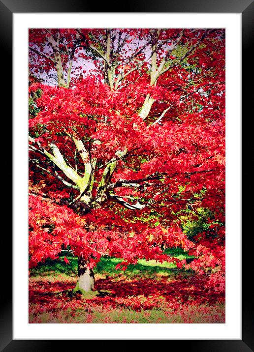 Autumn Acer Tree Westonbirt Arboretum Cotswolds Framed Mounted Print by Andy Evans Photos