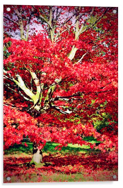 Autumn Acer Tree Westonbirt Arboretum Cotswolds Acrylic by Andy Evans Photos