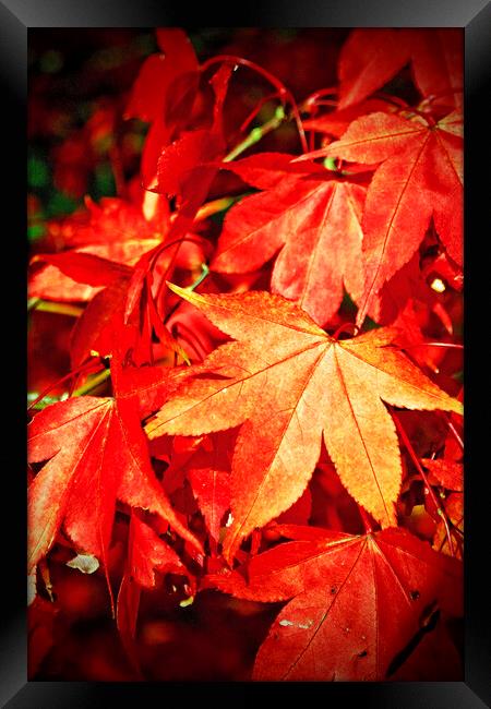 Autumn Acer Tree Westonbirt Arboretum Cotswolds Framed Print by Andy Evans Photos