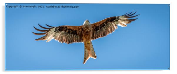 Red Kite in flight Acrylic by Sue Knight