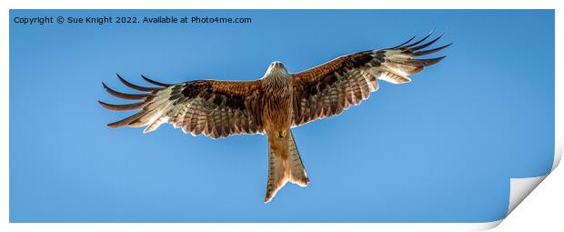Red Kite in flight Print by Sue Knight