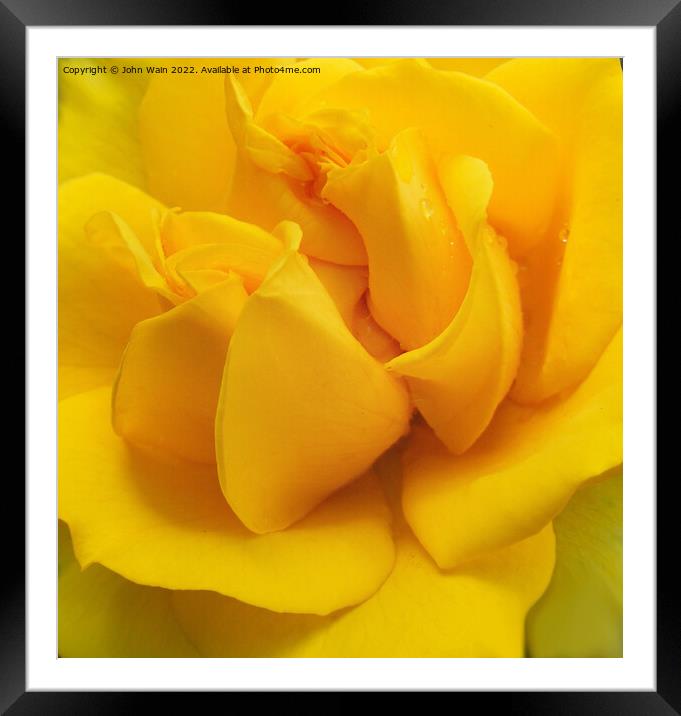 Yellow Rose with a little rain (Digital Art) Framed Mounted Print by John Wain