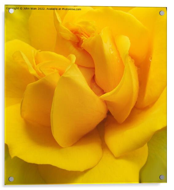 Yellow Rose with a little rain (Digital Art) Acrylic by John Wain