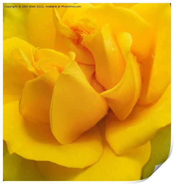 Yellow Rose with a little rain (Digital Art) Print by John Wain
