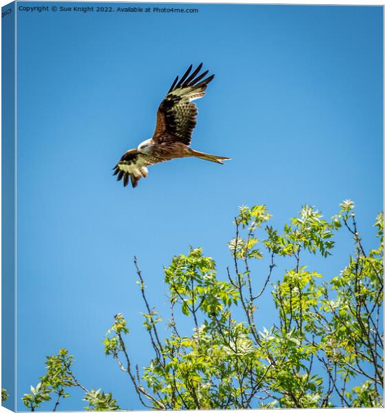 A Red Kite flying in the sky Canvas Print by Sue Knight