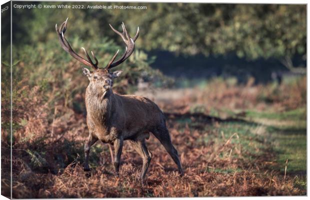 Stag on a mission to mate Canvas Print by Kevin White