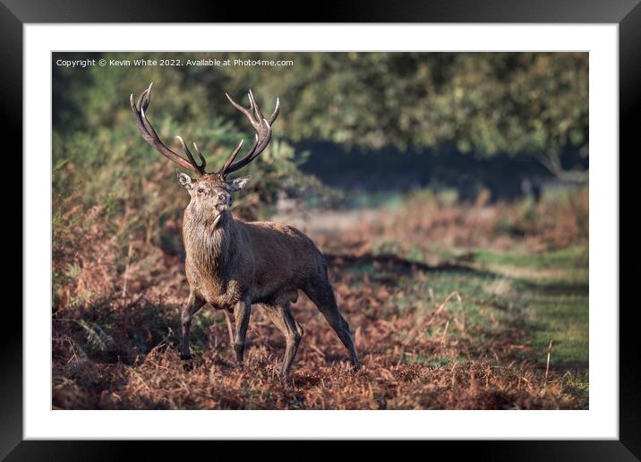 Stag on a mission to mate Framed Mounted Print by Kevin White