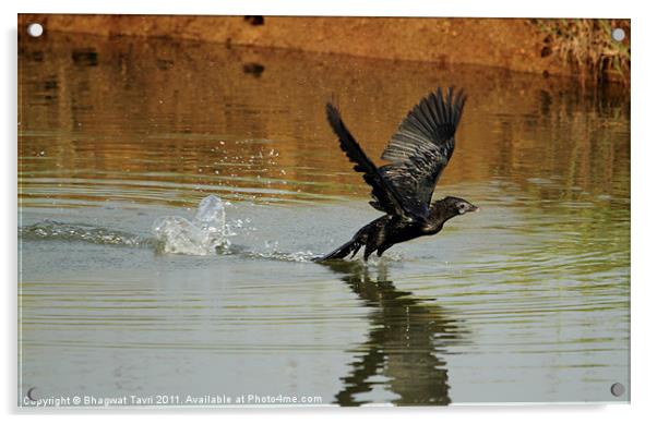 Little Cormorant Acrylic by Bhagwat Tavri