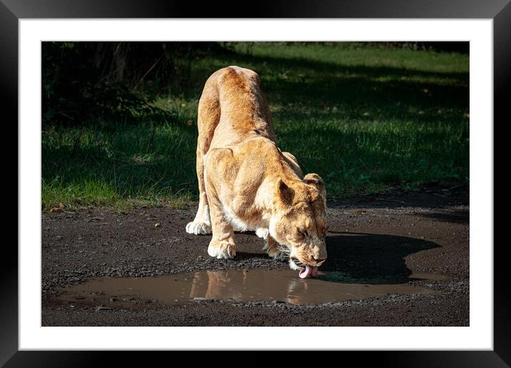 Serene Lioness Drinking Framed Mounted Print by Wendy Williams CPAGB