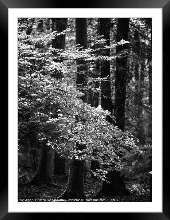  woodland light Framed Mounted Print by Simon Johnson