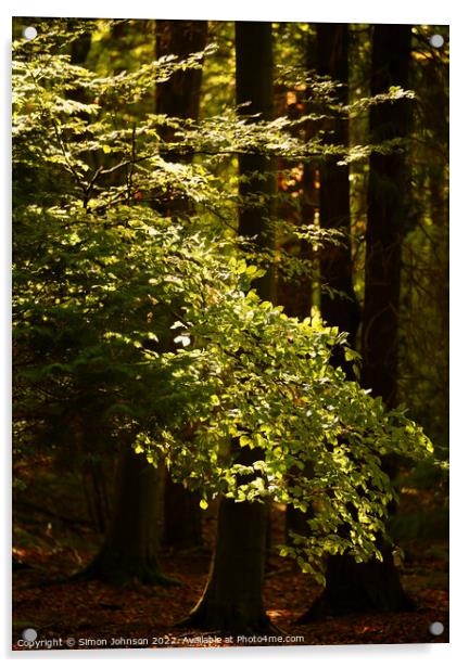 Sunlit tree Acrylic by Simon Johnson