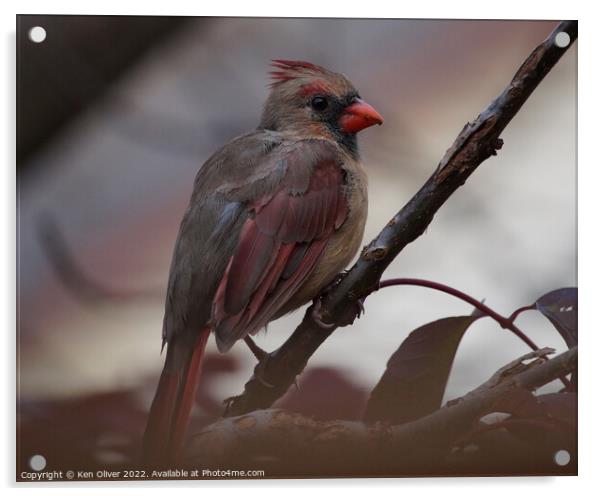 "Scarlet Beauty: A Captivating Canadian Cardinal" Acrylic by Ken Oliver