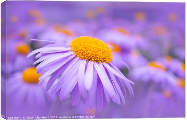 Aster Flowers Canvas Print by Alison Chambers