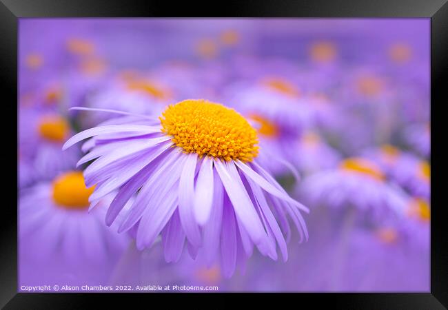 Aster Flowers Framed Print by Alison Chambers