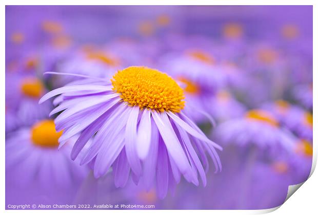 Aster Flowers Print by Alison Chambers