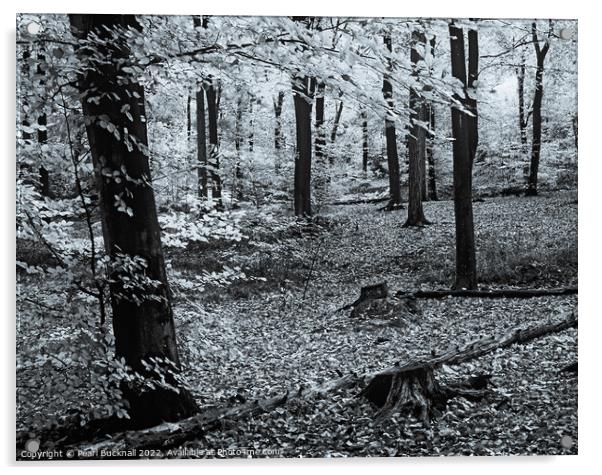 Beech Trees in Woodland Monochrome Acrylic by Pearl Bucknall