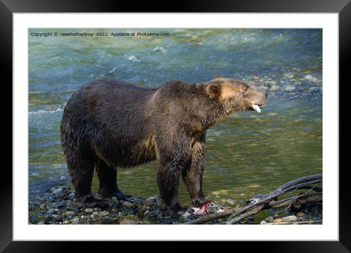 Wild Bear Got His Salmon At Toba Inlet Framed Mounted Print by rawshutterbug 