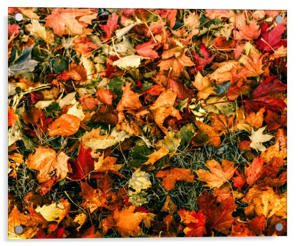 Kaleidoscope of Autumn Leaves Acrylic by DAVID FRANCIS