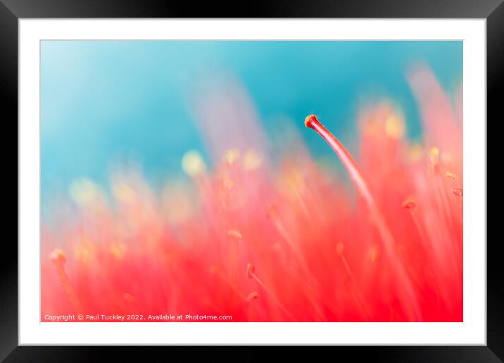 Stand Out From the Crowd Framed Mounted Print by Paul Tuckley