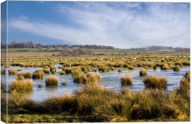 Sheep grazing over flooded marshland Canvas Print by Sally Wallis