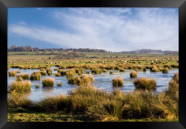 Sheep grazing over flooded marshland Framed Print by Sally Wallis