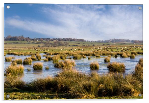 Sheep grazing over flooded marshland Acrylic by Sally Wallis