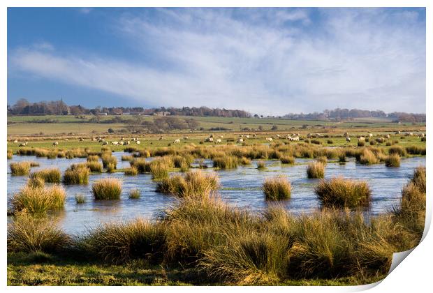 Sheep grazing over flooded marshland Print by Sally Wallis