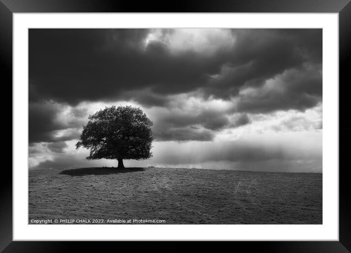 Lone tree after the storm 801   Framed Mounted Print by PHILIP CHALK
